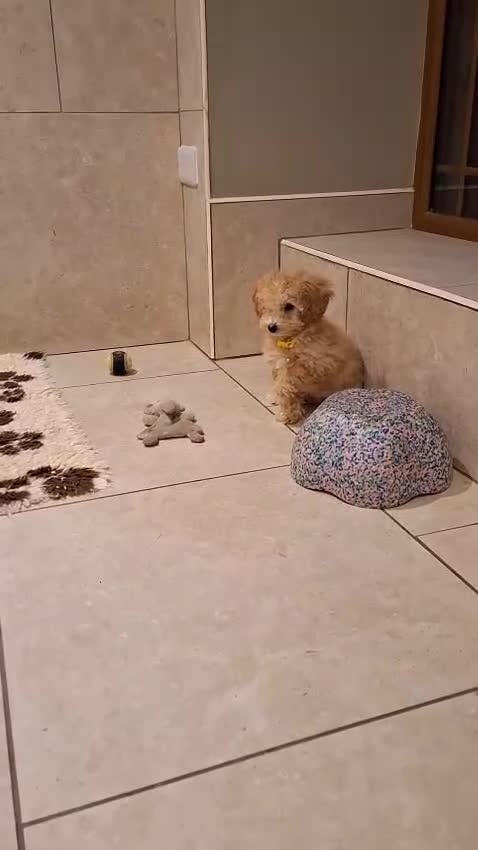 Poochon dogs for sale: F1 Poochon puppies 🥰 - Video 1
