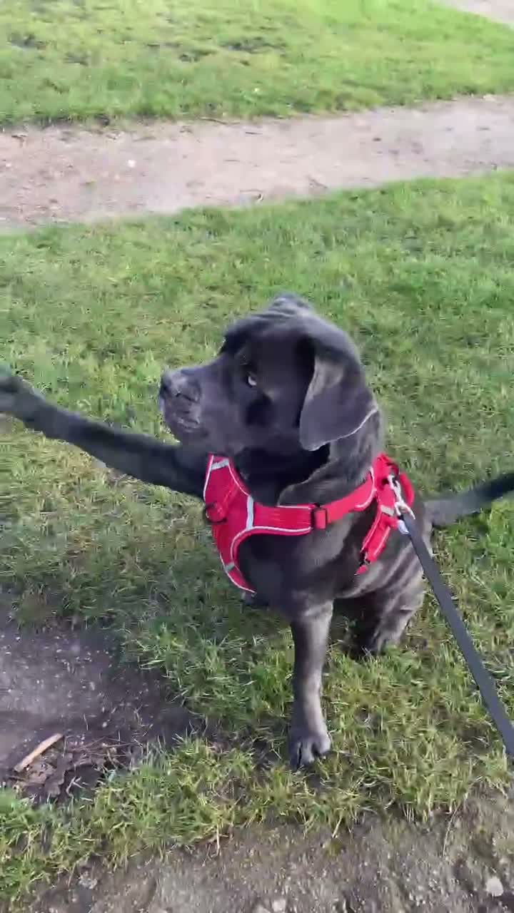 Mixed Breed dogs for sale: Cane Corso cross, beautiful temperament 4yr old in Thornton-Cleveleys - Video 1