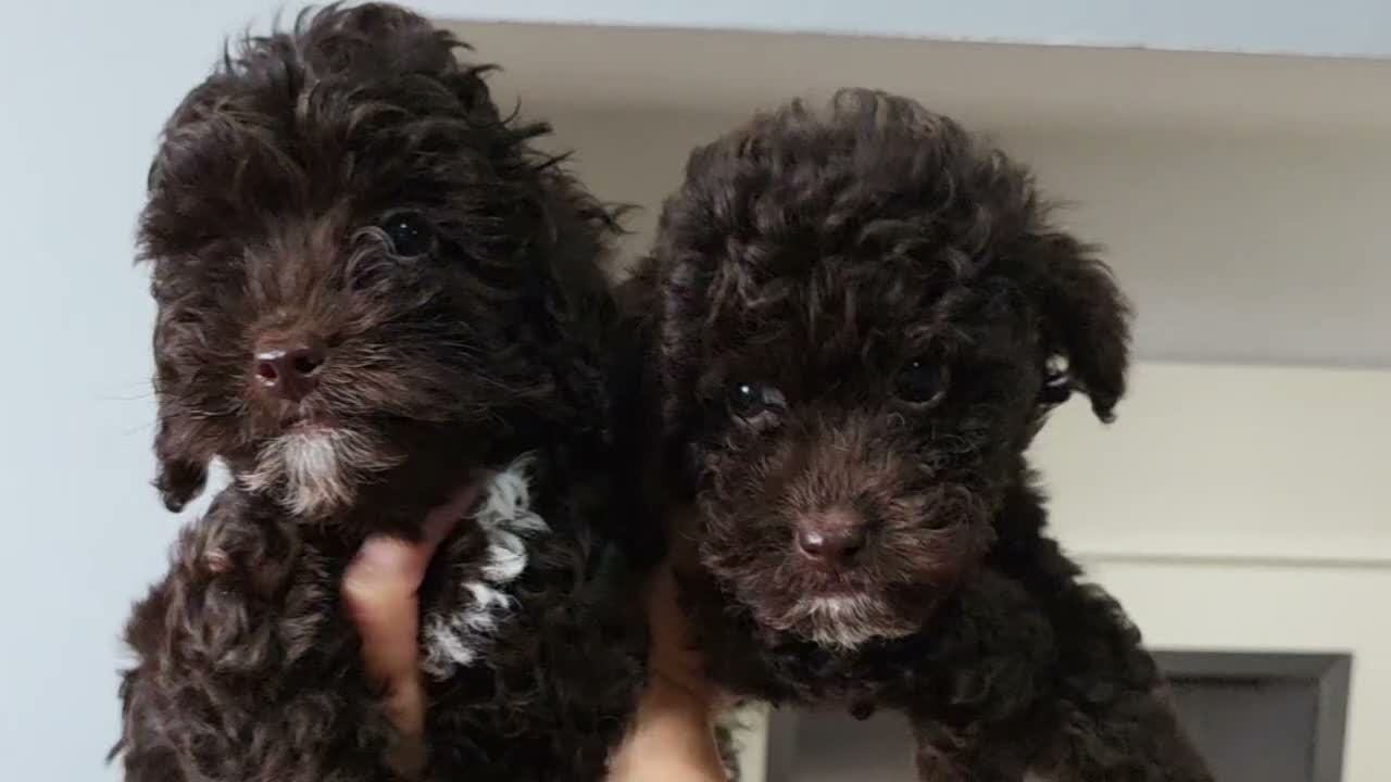 Cockapoo dogs for sale: Chocolate DNA Health Tested Cockapoos  - Video 1