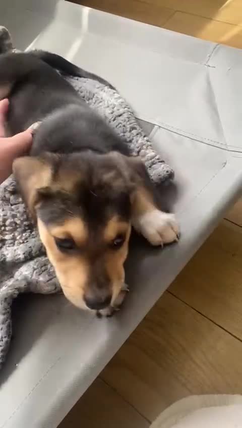Mixed Breed dogs for sale: Welsh shepherd x beagle mix puppies  in Wigan - Video 2