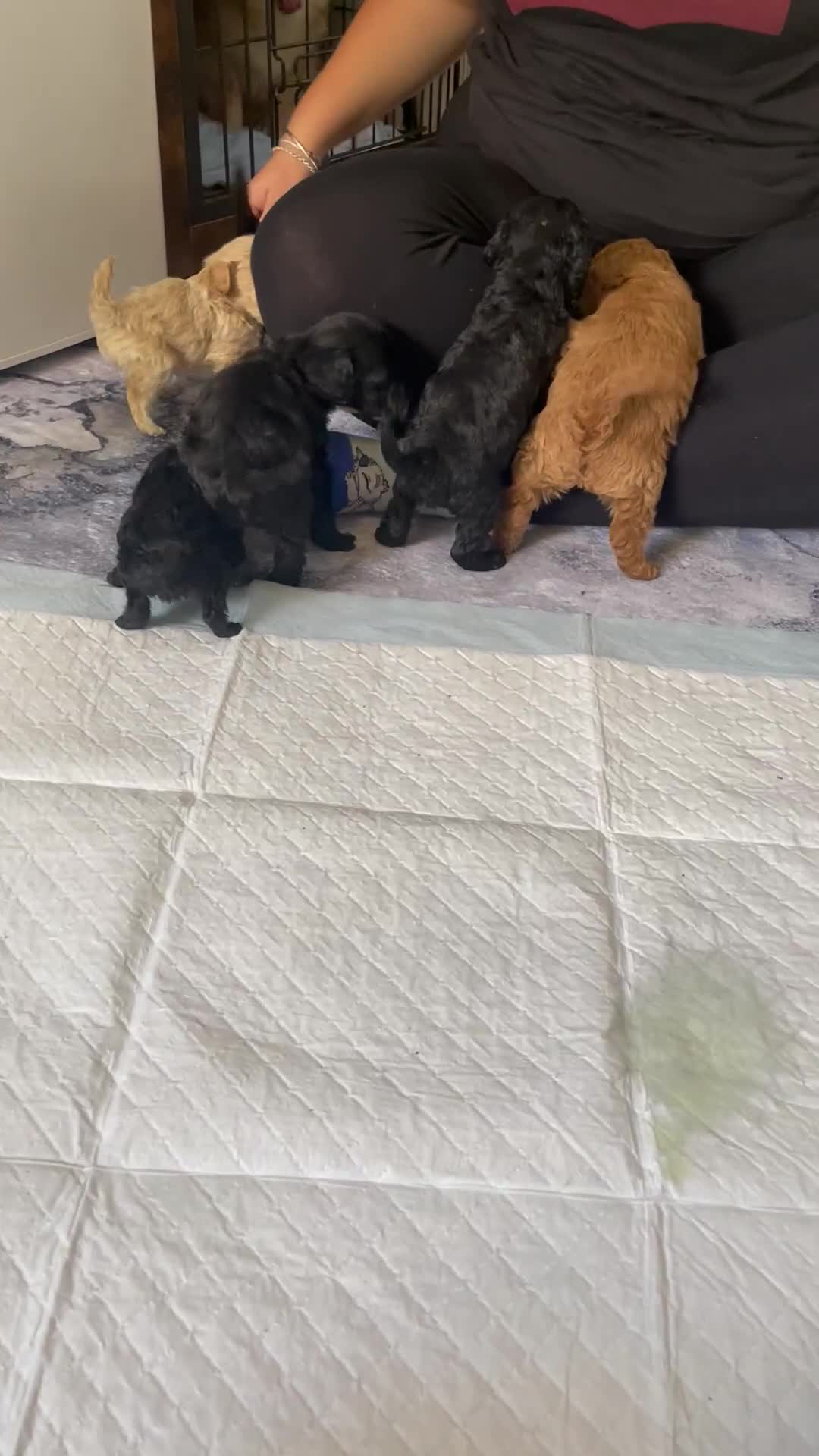 Cockapoo dogs for sale: Beautiful litter of cockapoo puppies  - Video 1
