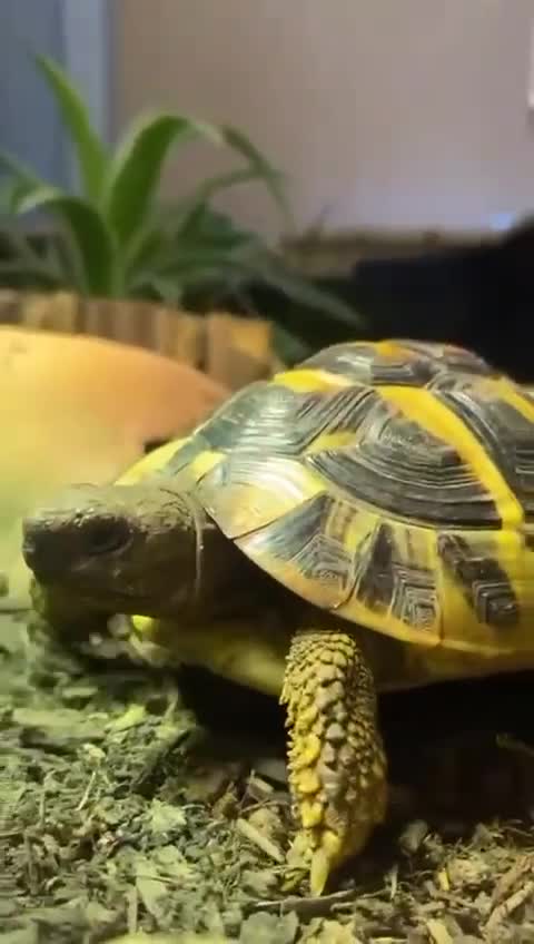 Tortoise reptiles for sale: Hermann tortoise.  in Oxford - Video 1