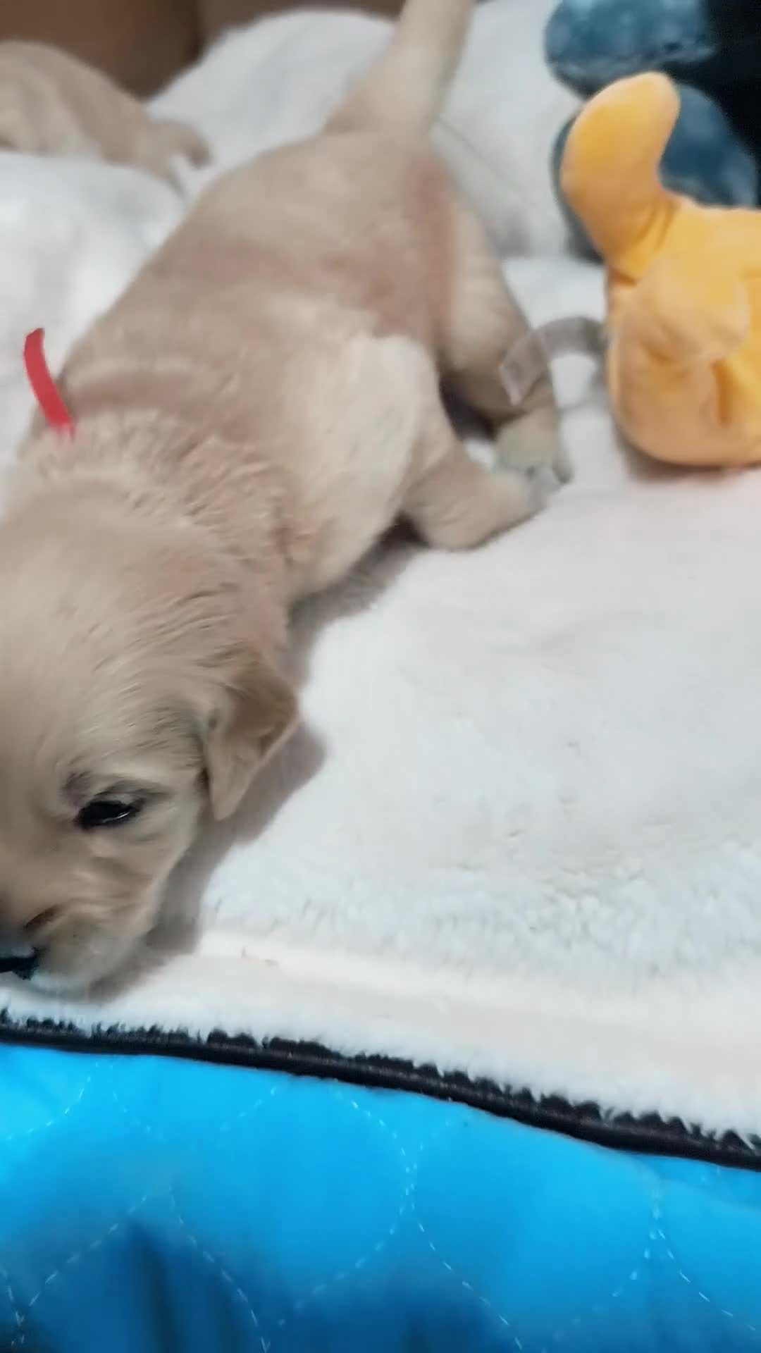 Golden Retriever dogs for sale: ✨🐾 Beautiful Golden Retriever Puppies🐾✨ - Video 2