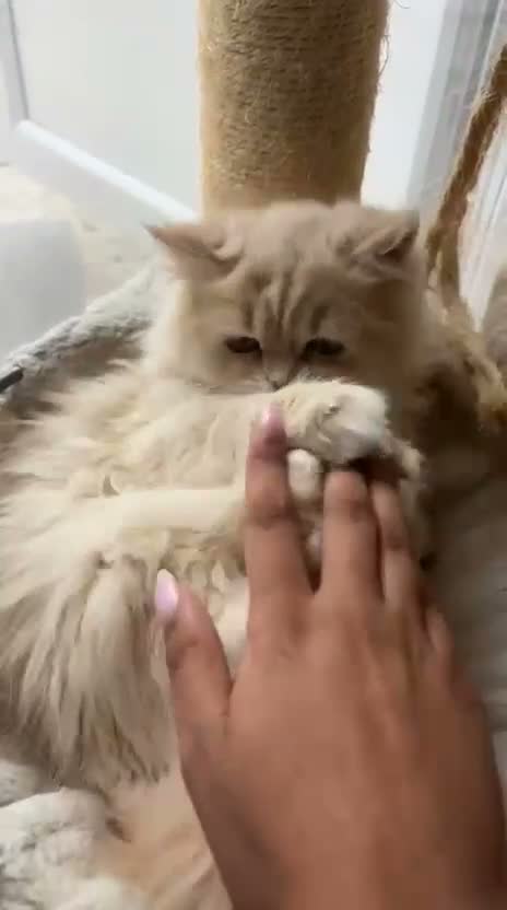 Persian cats for sale: Beautiful cream 4 month female kitten  - Video 1