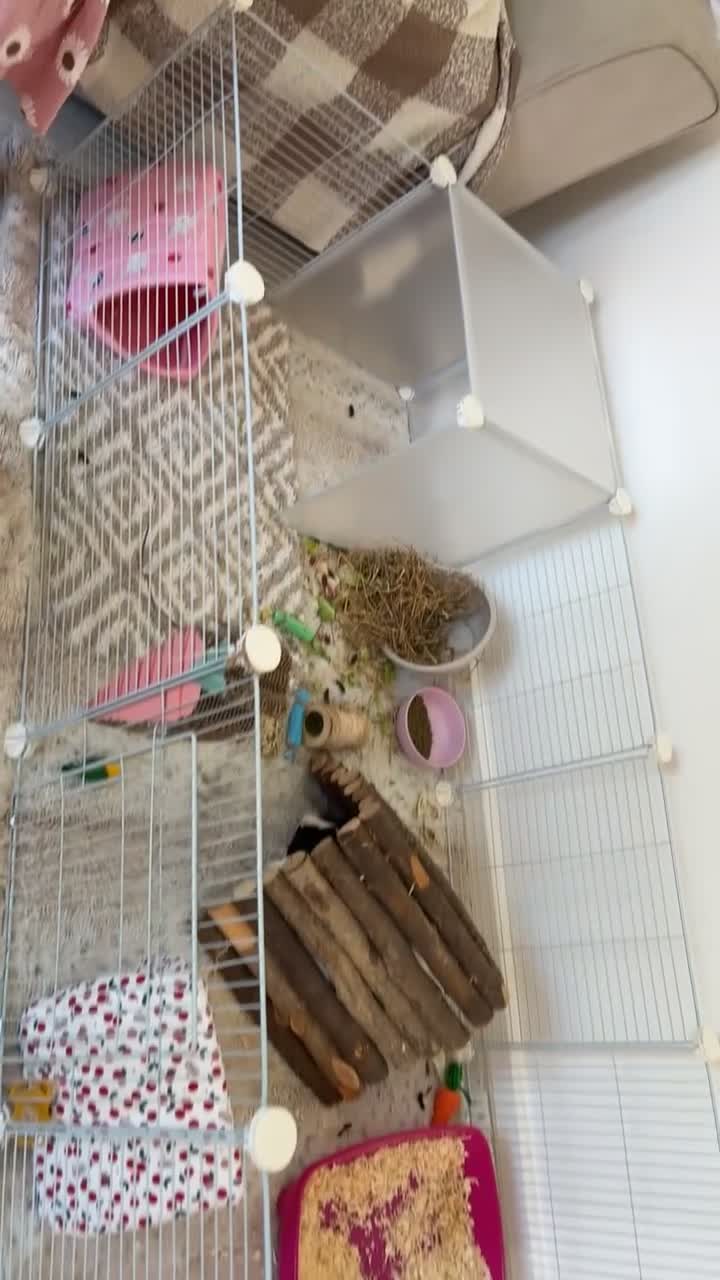 Guinea Pig rodents for sale: 2 male guinea pigs  - Video 1