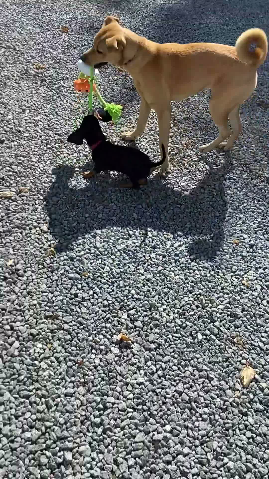 Mixed Breed dogs for sale: Nala  in Alton - Video 1