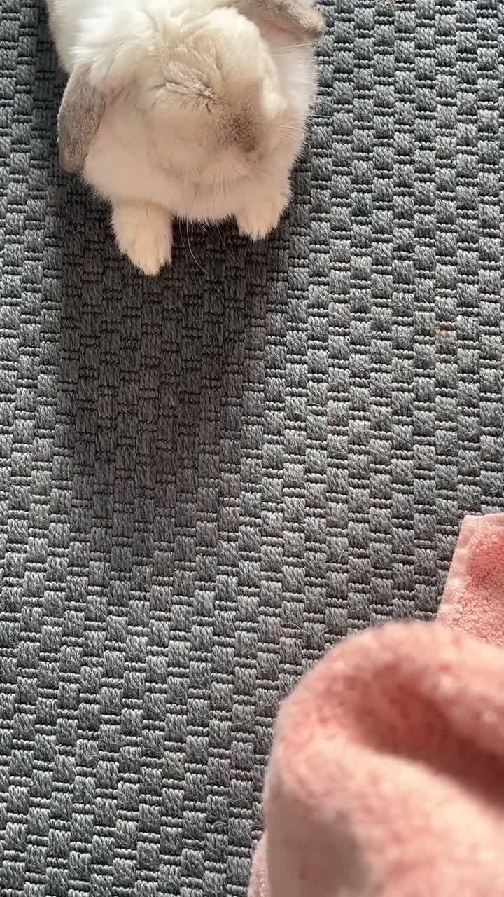 Mixed Breed rabbits for sale: Lulu 🤍 - Video 4