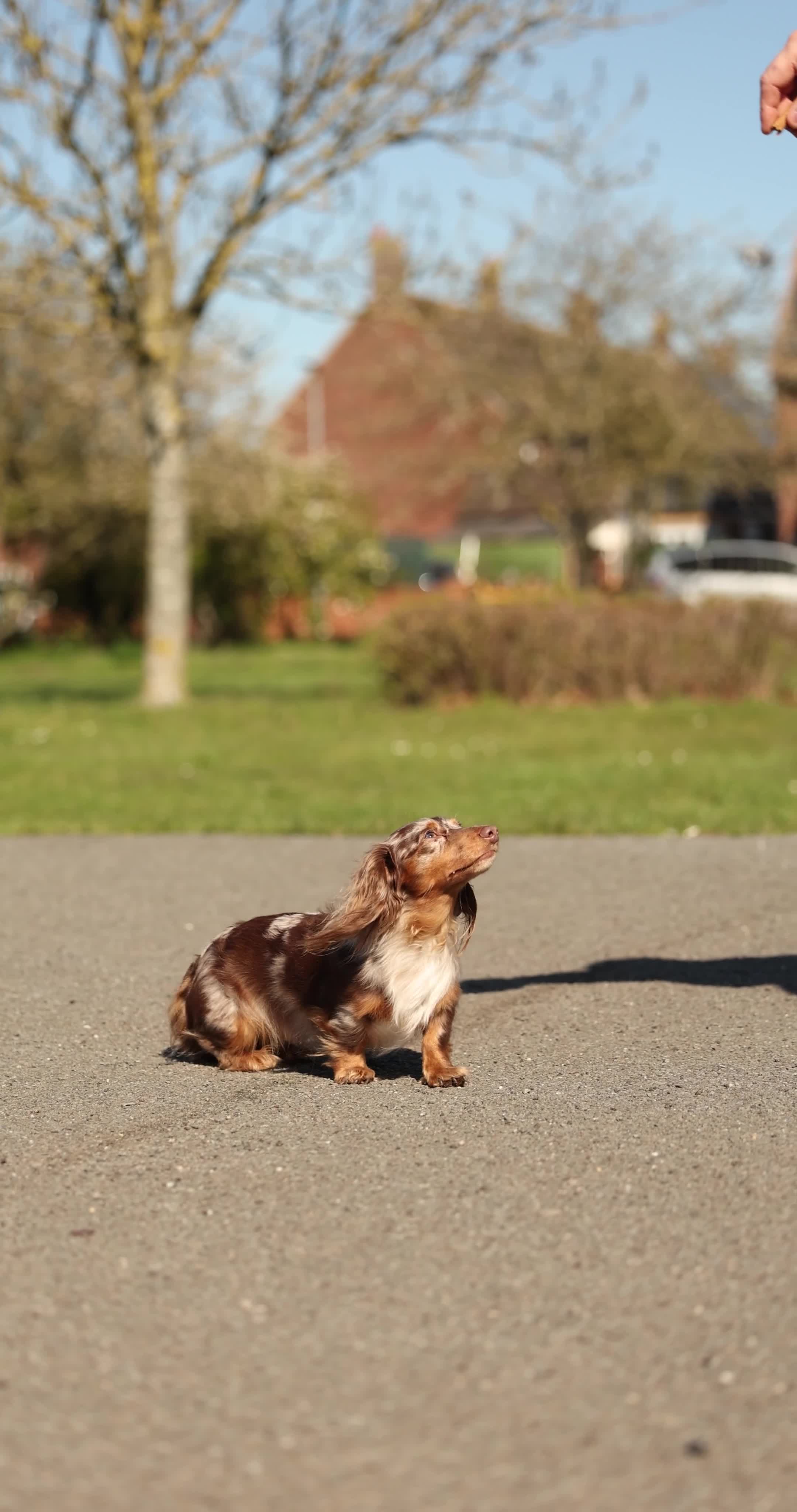 Dachshund dogs for stud: Dapple chocolate tan  - Video 2