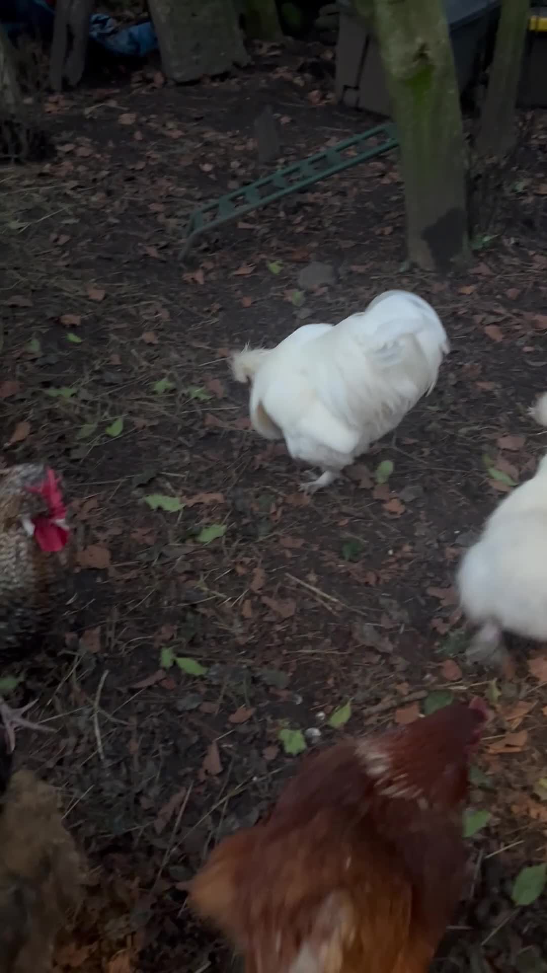 Chickens poultry for sale: Pure white silky male- proven breeder.  - Video 1