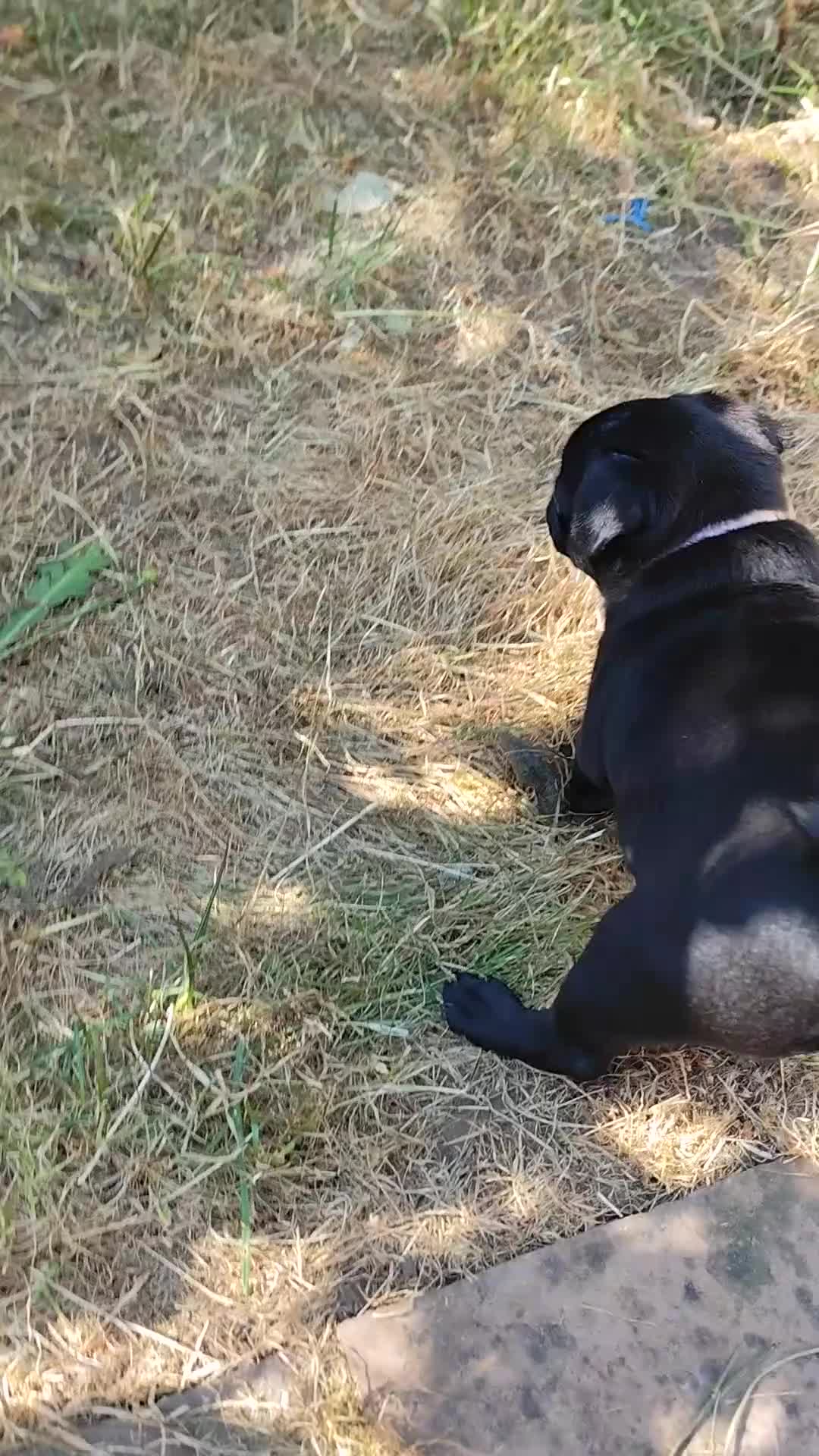 Pug dogs for sale: Pug puppies for sale - Video 4