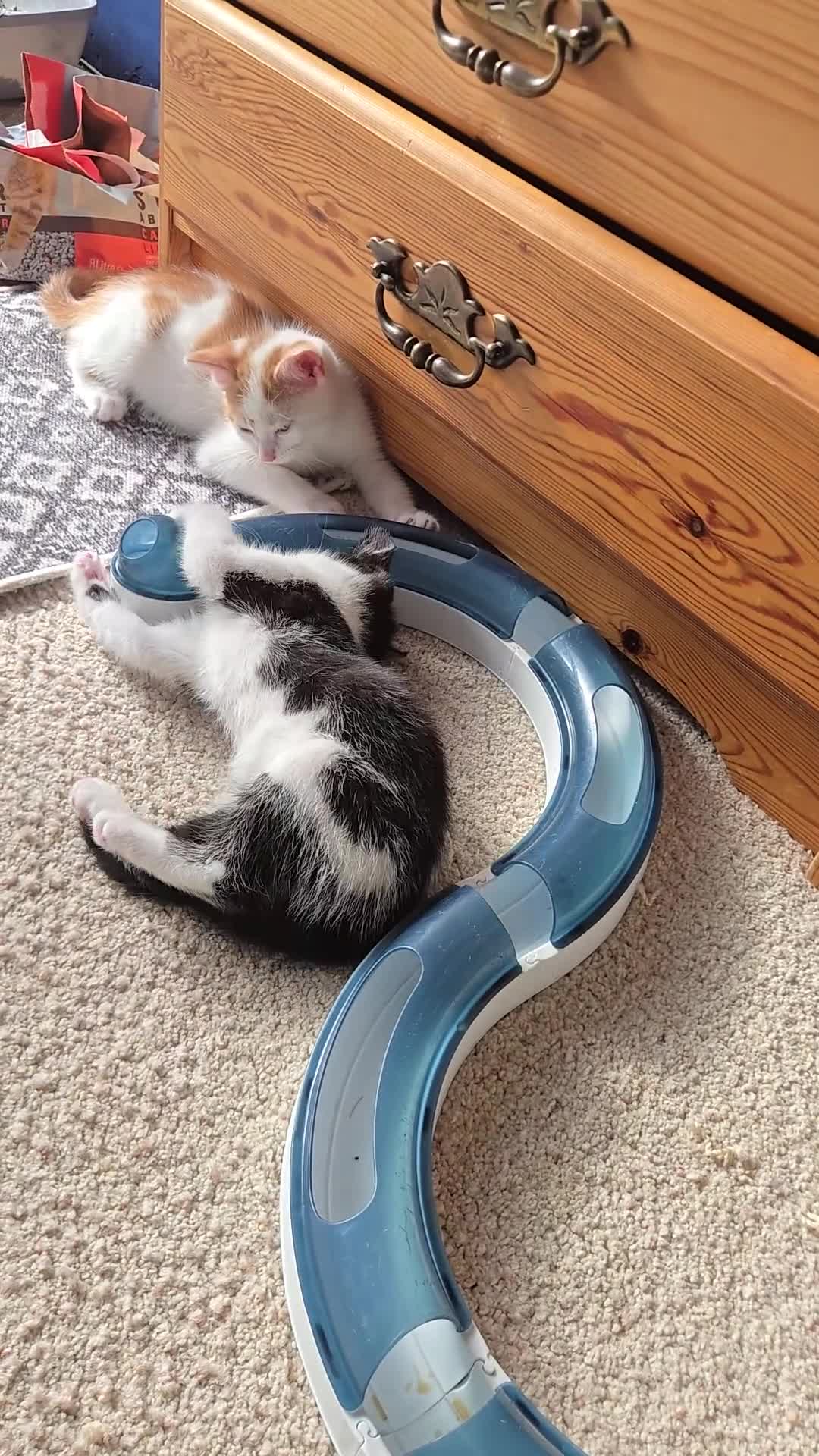 Mixed Breed cats for sale:  Blue eyes Flower pattern mark unique kitten  - Video 5