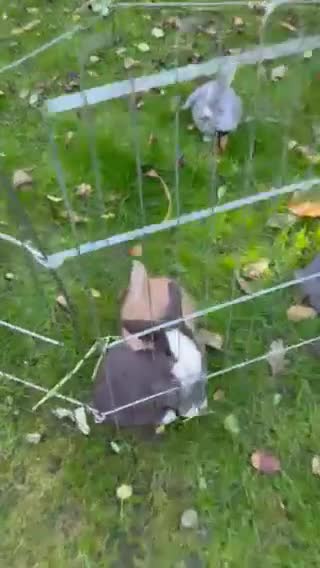 Mini Lop rabbits for sale: Mini Lops - Video 1