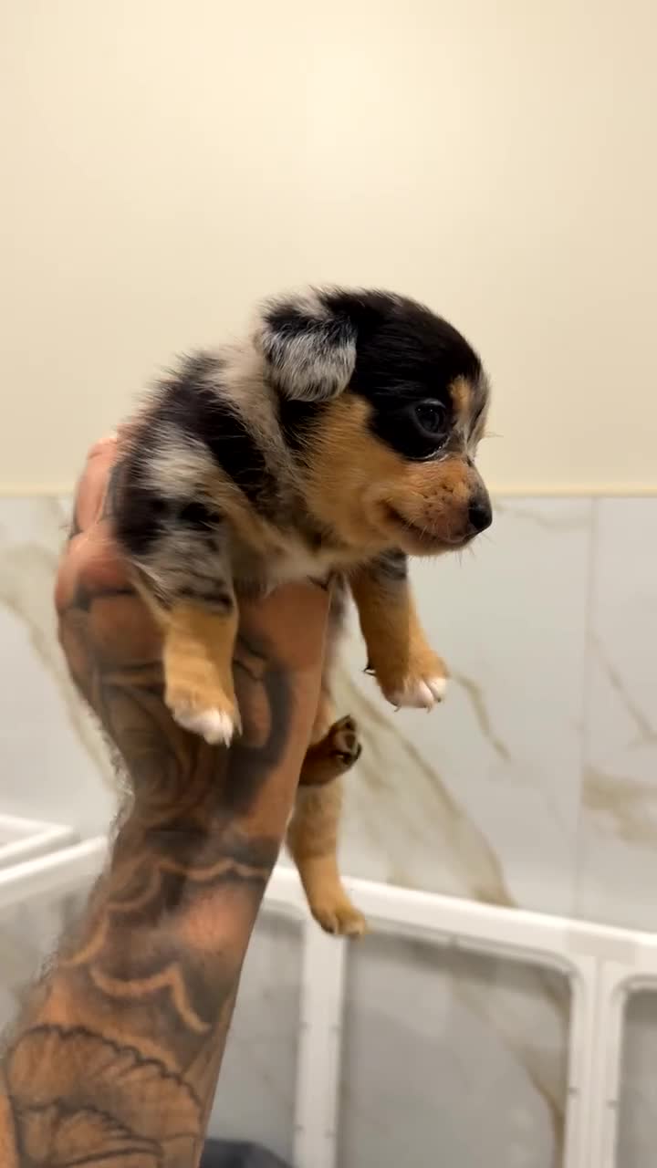 Miniature Dachshund dogs for sale: £650 / ONE LEFT! DECIDED TO SELL OUR KEEPER GIRL - Video 4