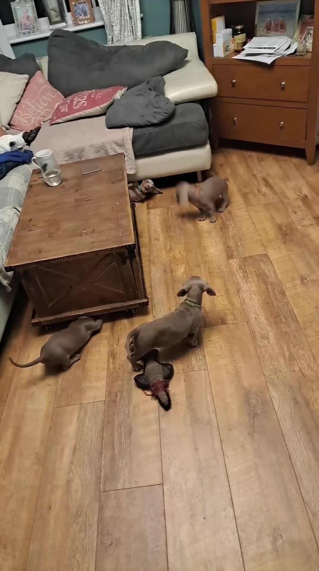 Dachshund dogs for sale: Beautiful Dachshund Puppies REDUCED  - Video 2