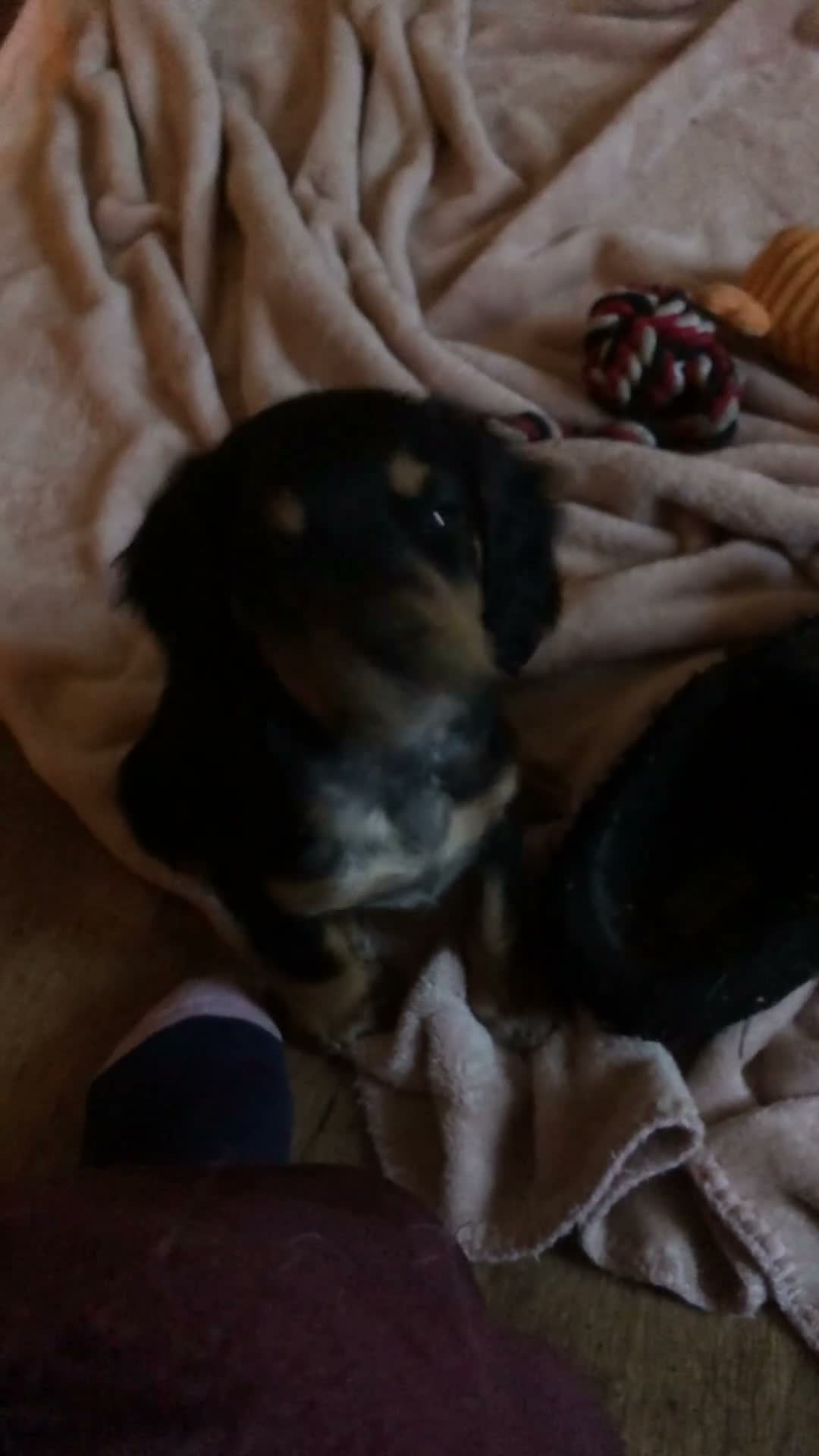 Cocker Spaniel dogs for sale: Kc reg working cocker spaniel  - Video 1