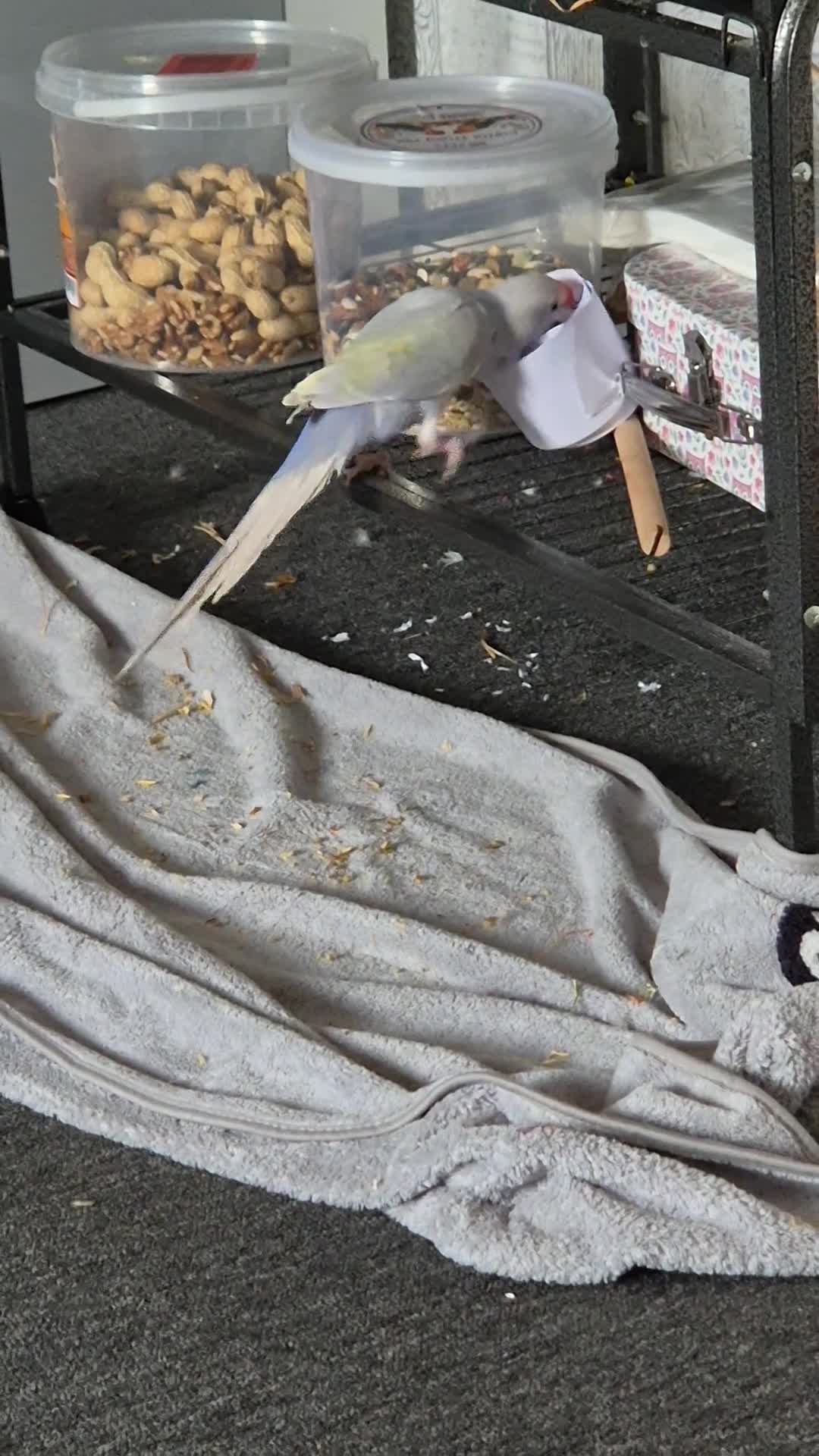 Ringnecks birds for sale: 6 months old Indian ringneck  in Cannock - Video 1