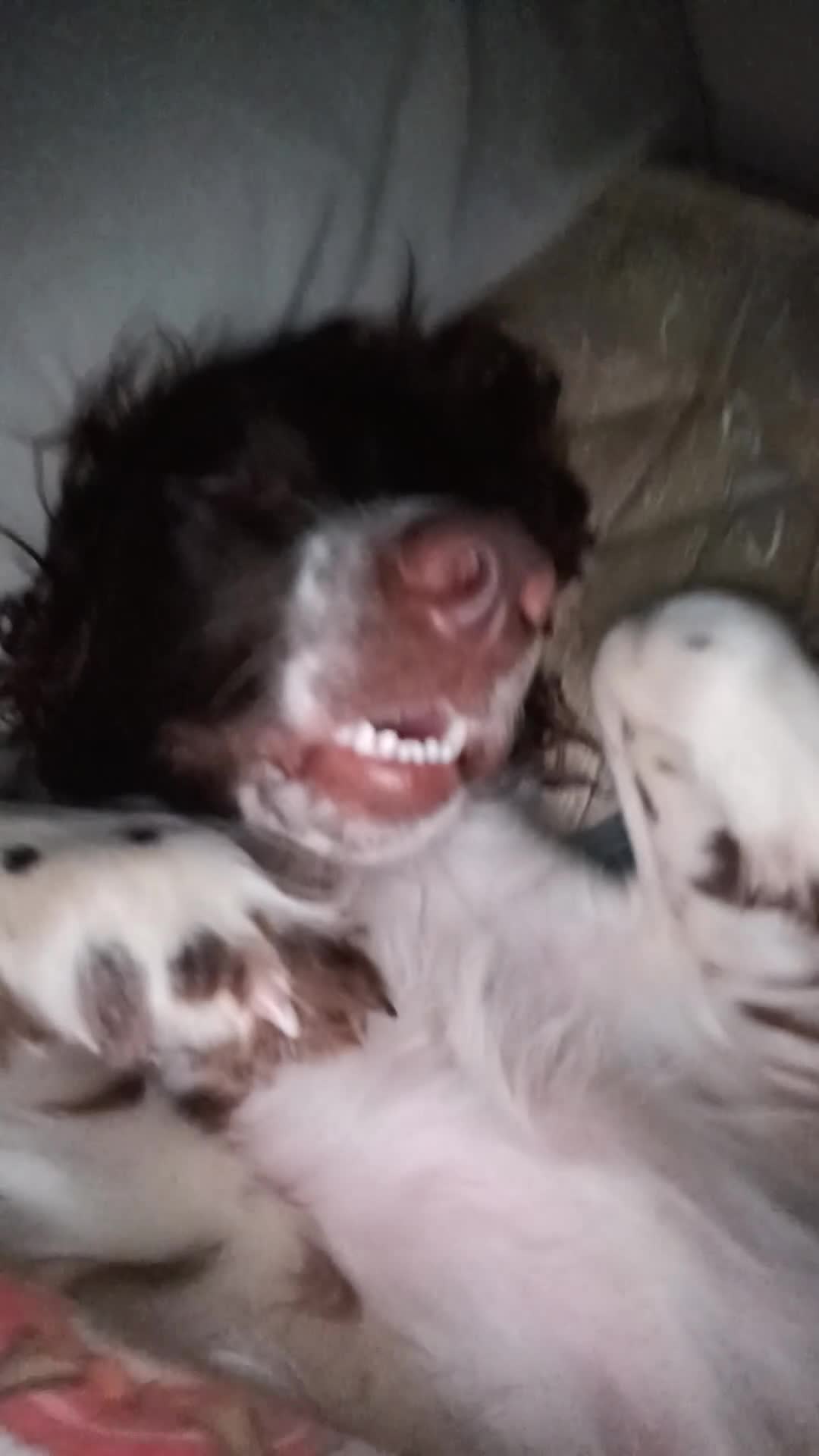 English Springer Spaniel dogs for sale:      Milo. English springer spaniel 12 months old  - Video 1