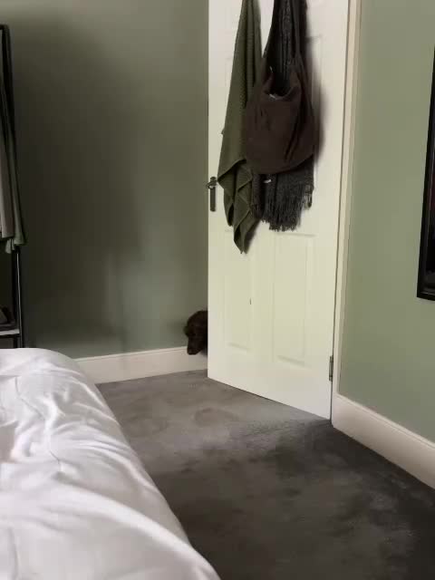 Cocker Spaniel dogs for sale: Choco & Mabelle-Bonded Pair looking for a Home - Video 1