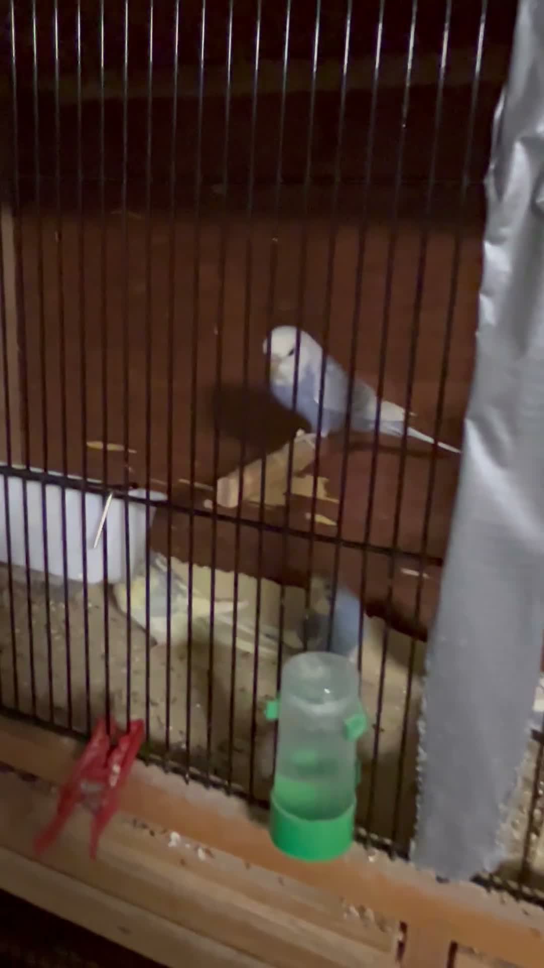 Budgerigars birds for sale: Young Budgies’s ready to leave - Video 1