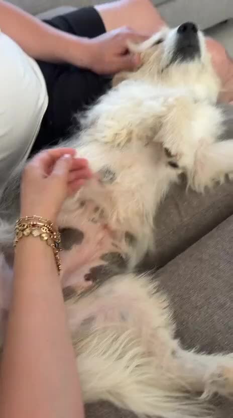 Mixed Breed dogs for adoption: Angel (Canan) – Could You Be Her Happy Ending? ❤️ - Video 2