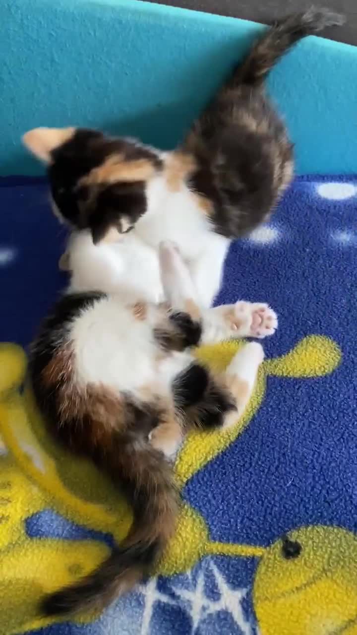 Mixed Breed cats for sale: Female kittens 💕  - Video 1