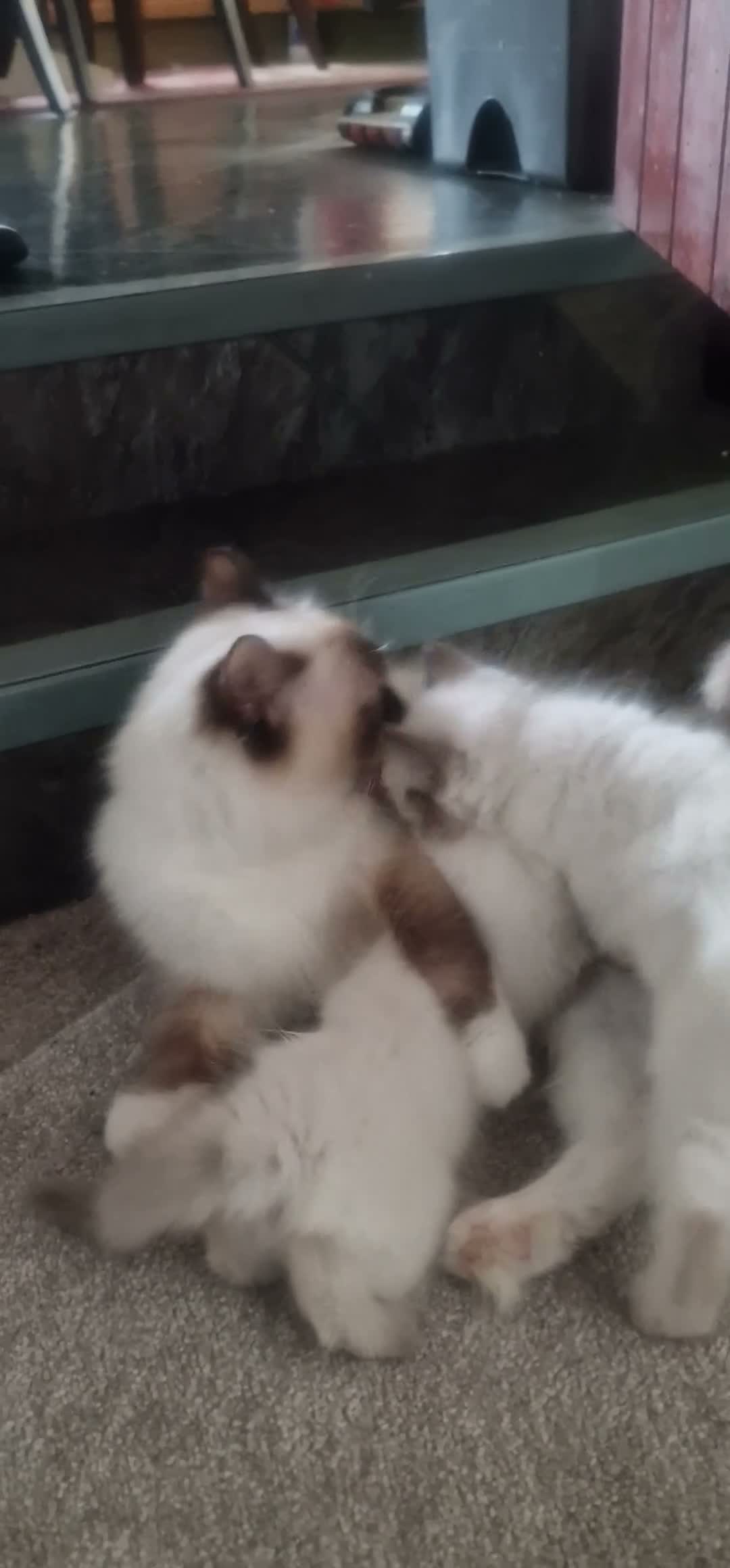 Ragdoll cats for sale: 🐾Beautiful Ragdoll Kittens – Championship Lines🐾 - Video 1