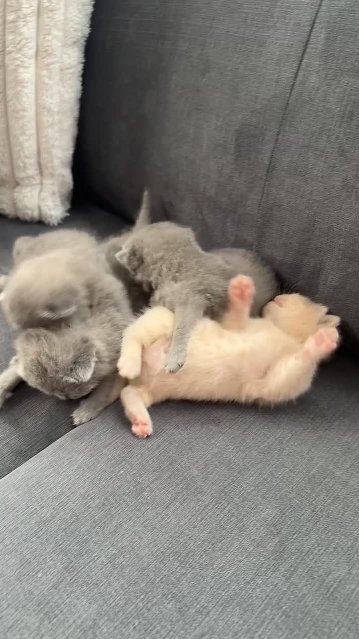 British Shorthair cats for sale: 4 beautiful British shorthair/Scottishfold kittens in Birmingham - Video 1