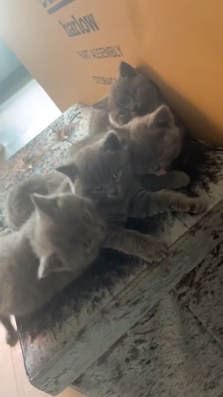 British Shorthair cats for sale: 4 british short hair kittens for sale - Video 3