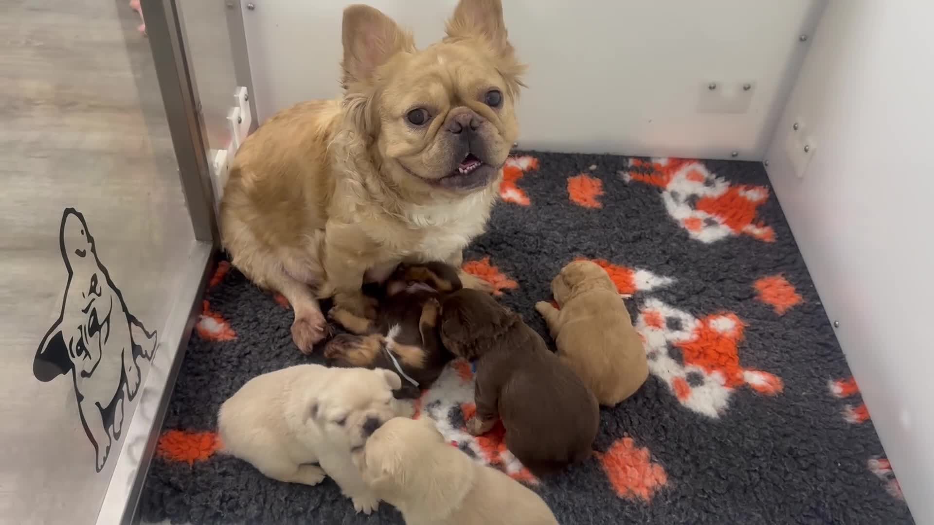 French Bulldog dogs for sale: Stunning/healthy Fluffy French Bulldogs 3💙 2🩷 - Video 1