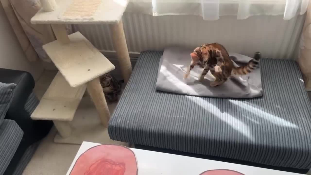 Bengal cats for sale: TICA register.ONLY 2 BOYS 🙀😺LEFT !!! in Northampton - Video 1