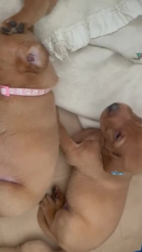 Labrador Retriever dogs for sale: Stunning Fox Red Labrador Puppies For Sale - Video 1