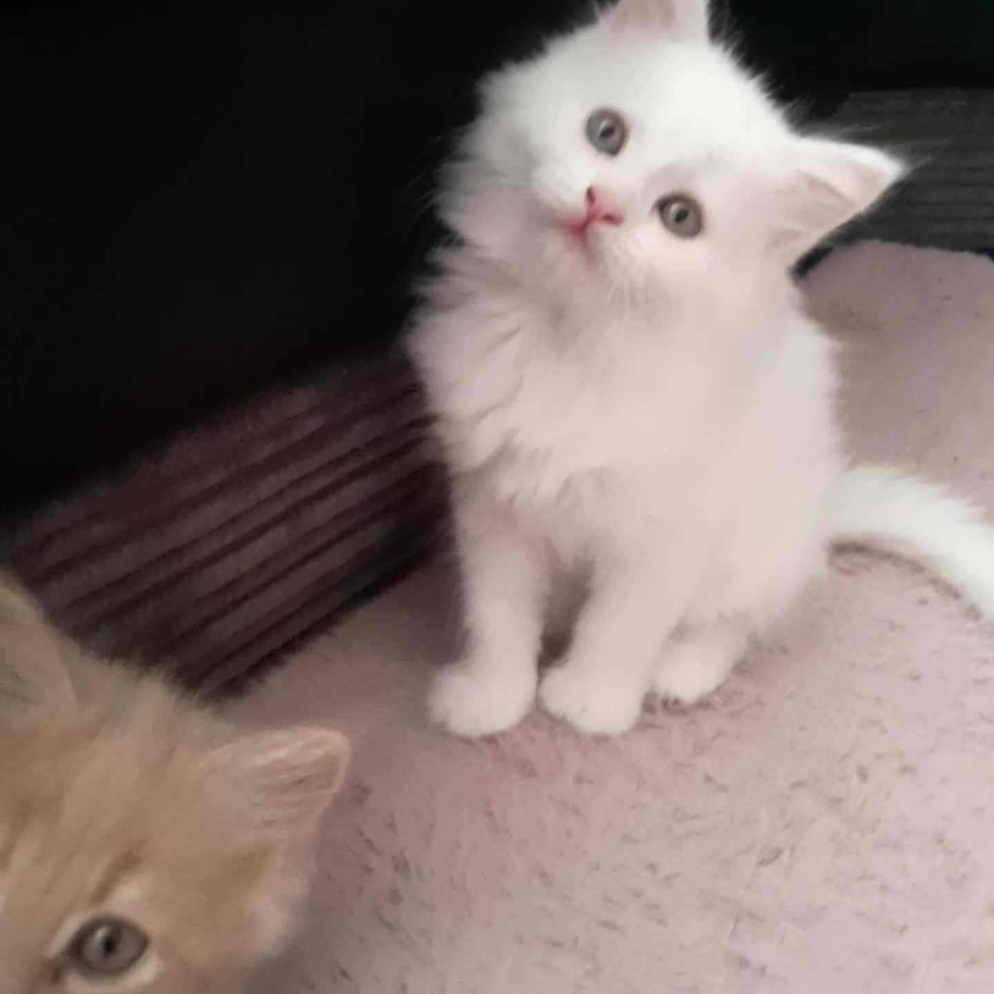Maine Coon cats for sale: White female mainecoon kitten - Video 1