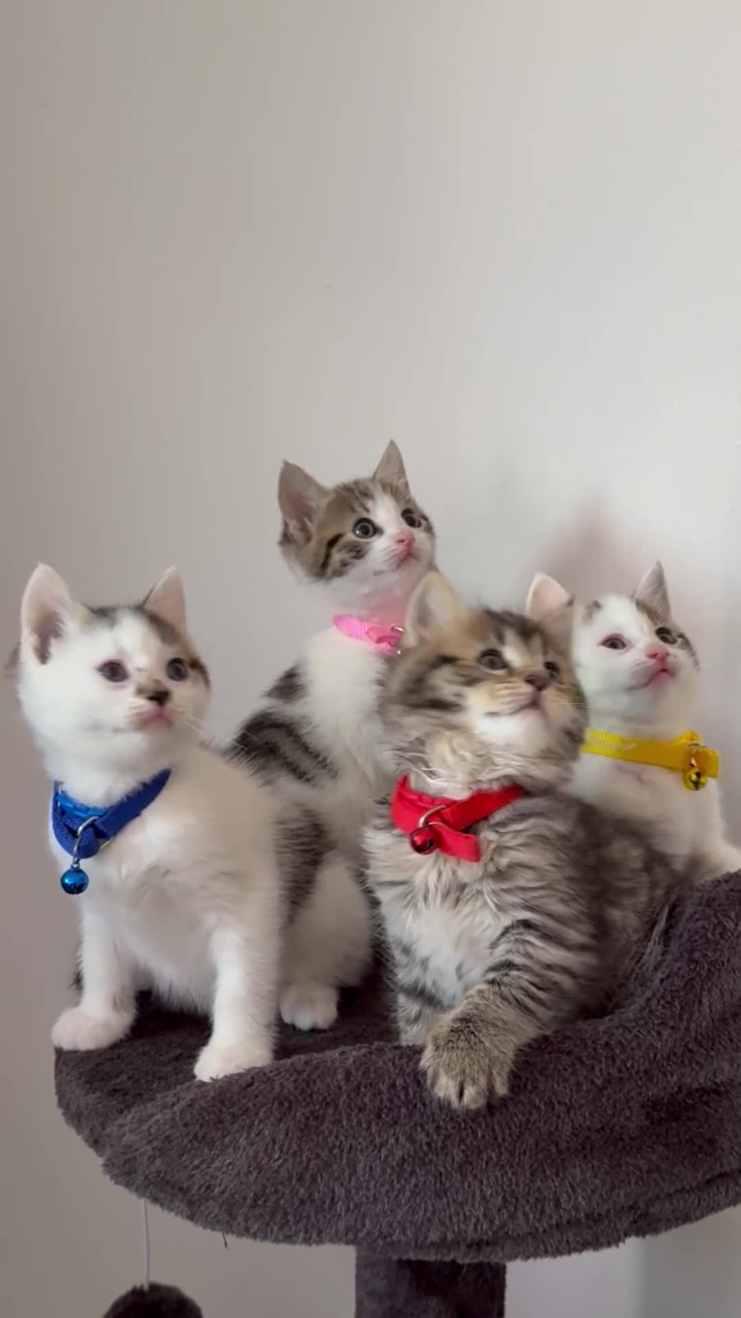 Ragcoon cats for sale: RAGCOONS ragdoll mainecoons - Video 2