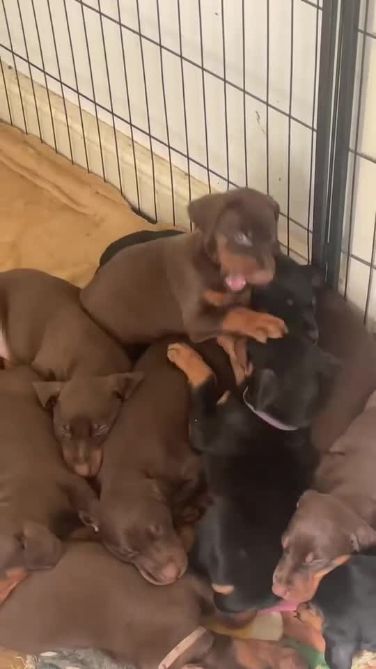 Dobermann dogs for sale: Gorgeous Doberman litter - Video 2
