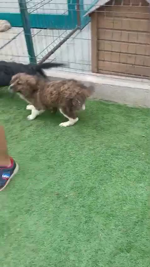 Mixed Breed dogs for adoption: 🐾🌸 MIA – A GENTLE GIRL WITH A BEAUTIFUL SOUL🌸🐾 - Video 4