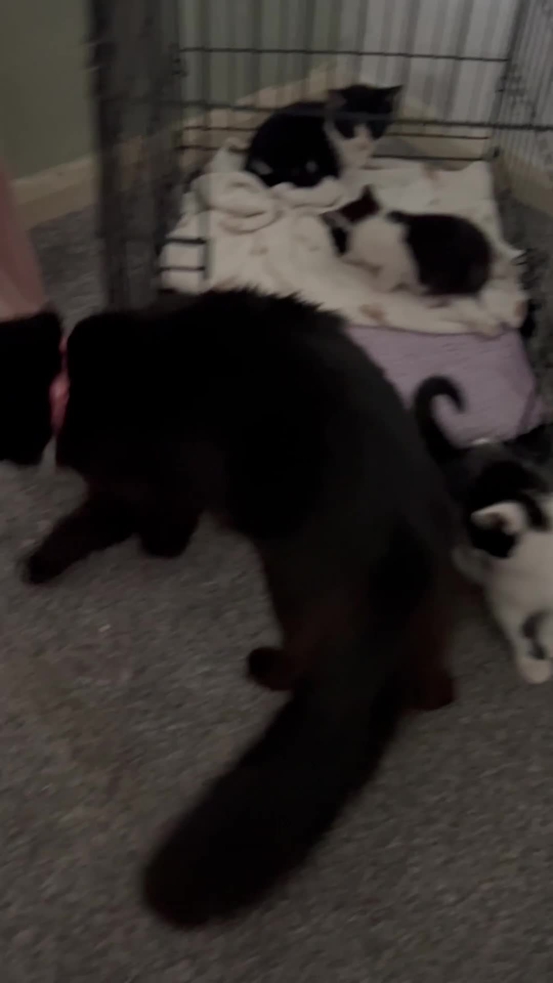 Maine Coon cats for sale: Main coon cross kittens  - Video 1