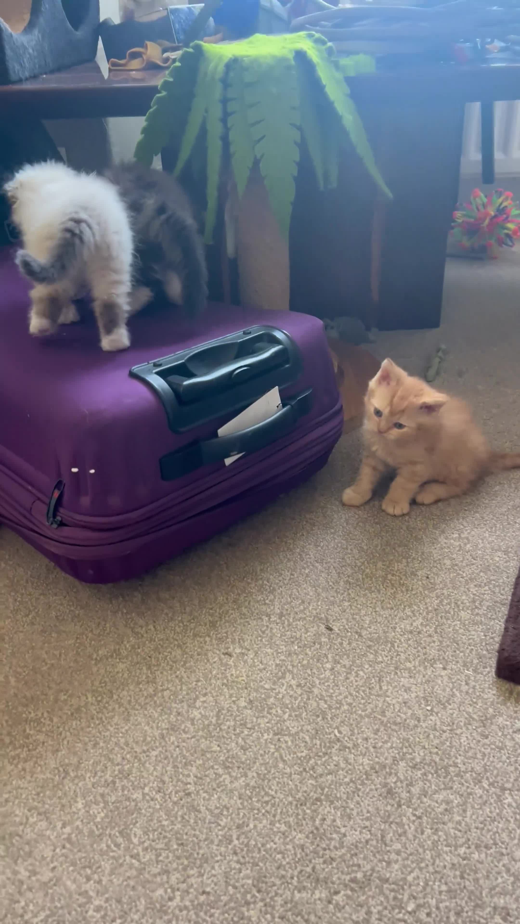 Selkirk Rex cats for sale: Beautiful Selkirk rex kitten  - Video 1