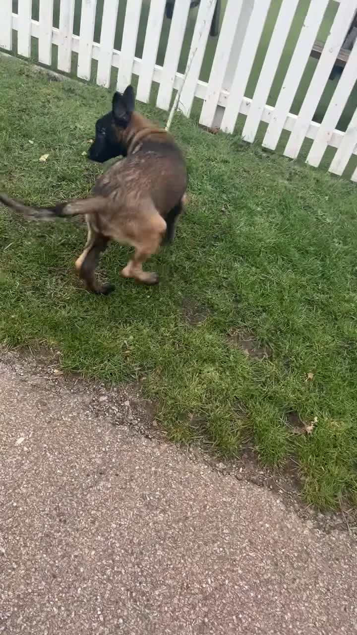 Belgian Shepherd Dog dogs for sale: Top quality Belgian shepherd puppy  - Video 3