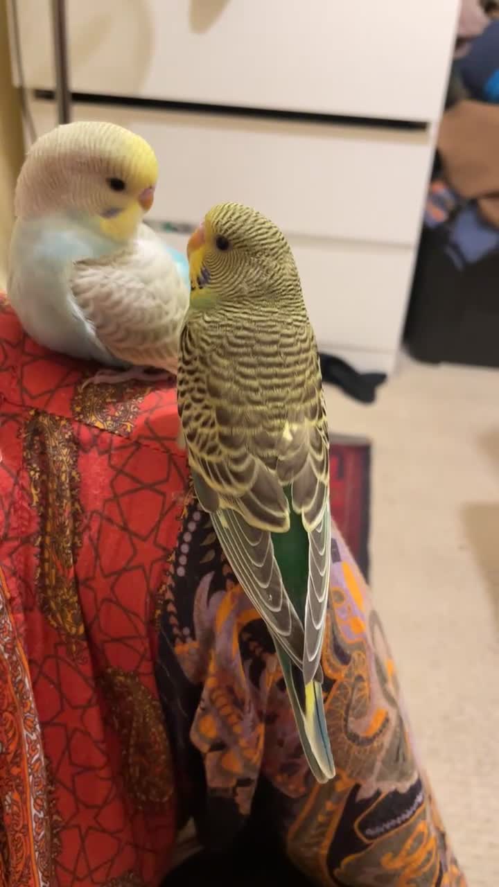 Budgerigars birds for sale: 2 Hand tamed budgies + cage  - Video 1