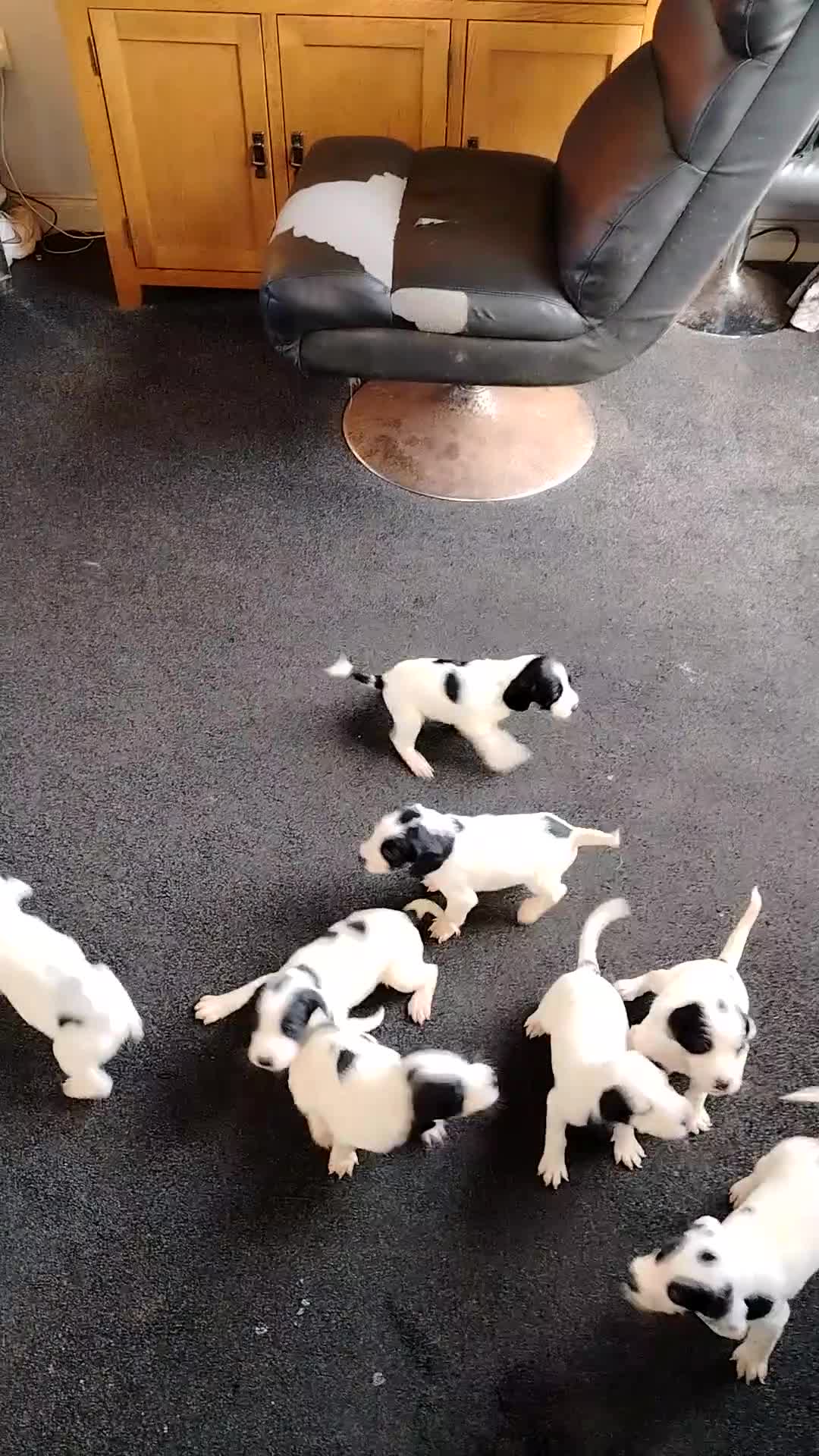 Mixed Breed dogs for sale: Foxhound cross english Springer spaniel  in Barnsley - Video 1