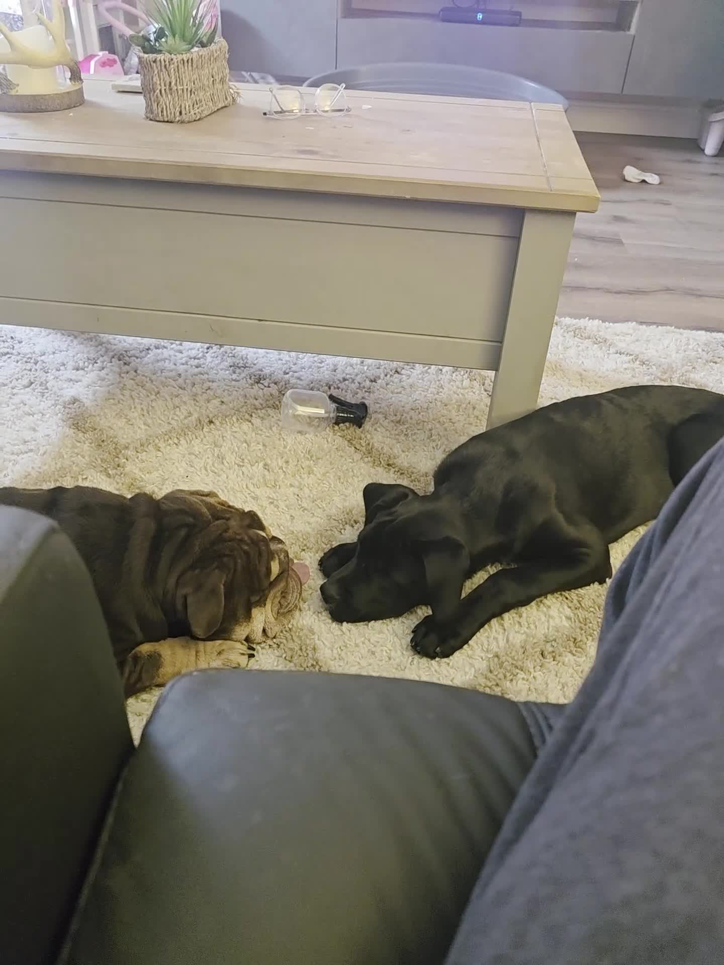 Mixed Breed dogs for sale: Rocco - Video 2