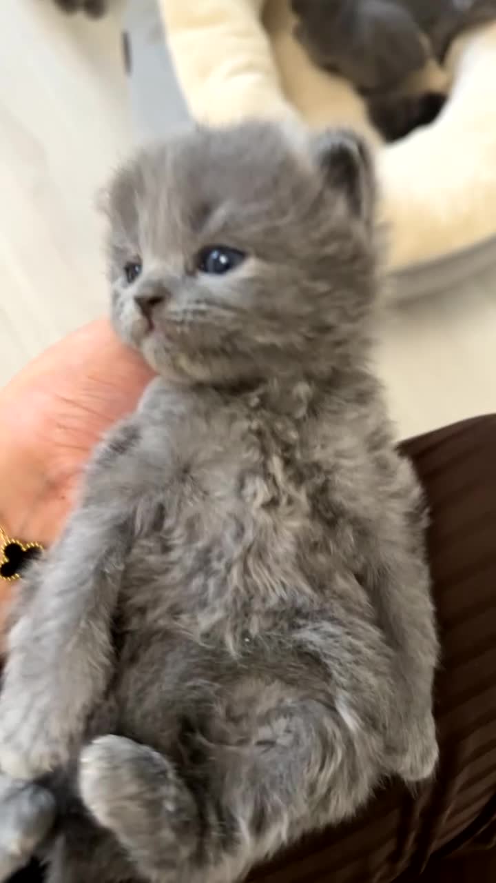 British Shorthair cats for sale: GORGEOUS FLUFFBALLS - Video 2