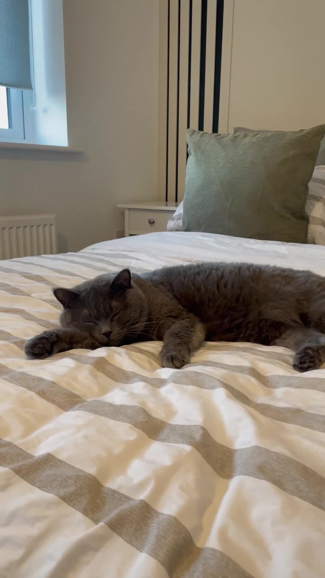 British Shorthair cats for sale: 2 year old male Rag doll x British short hair  - Video 1