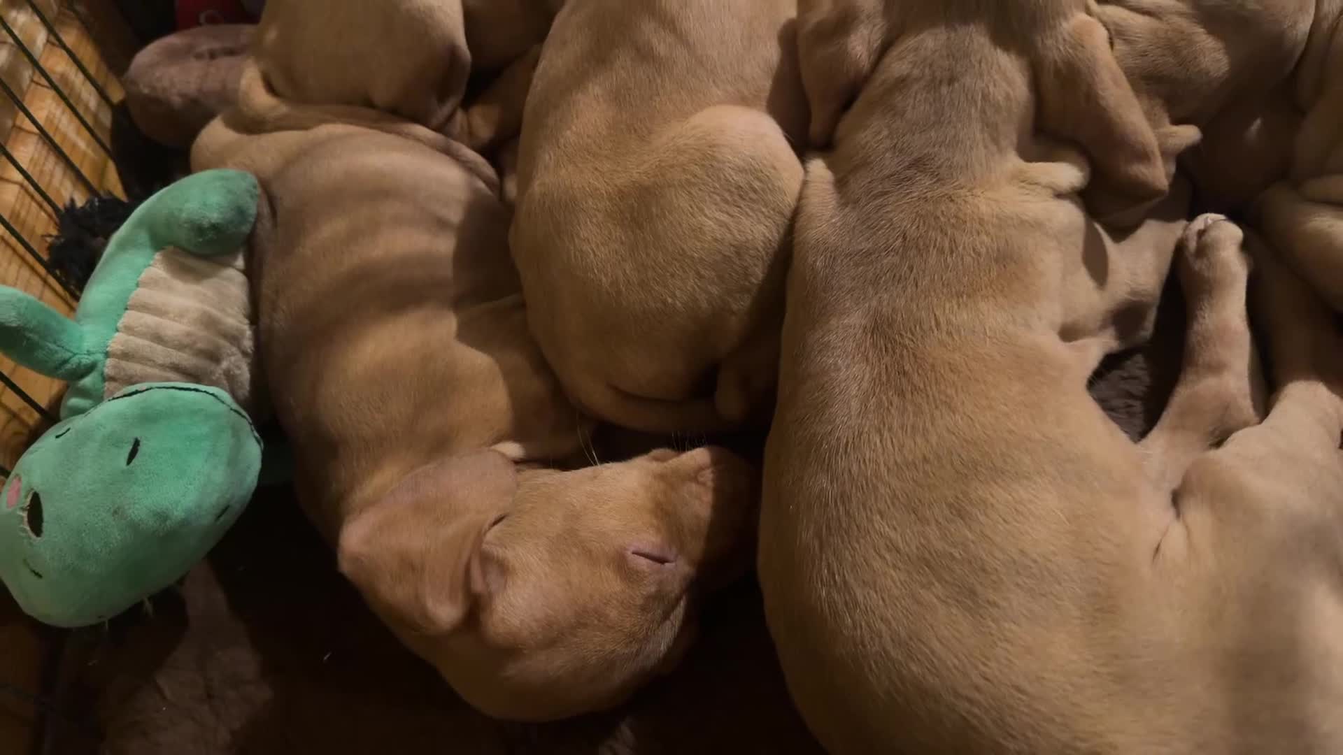 Hungarian Vizsla dogs for sale: *SHOW QUALITY PUPPY*CHAMPION BRED PUPPIES - Video 1