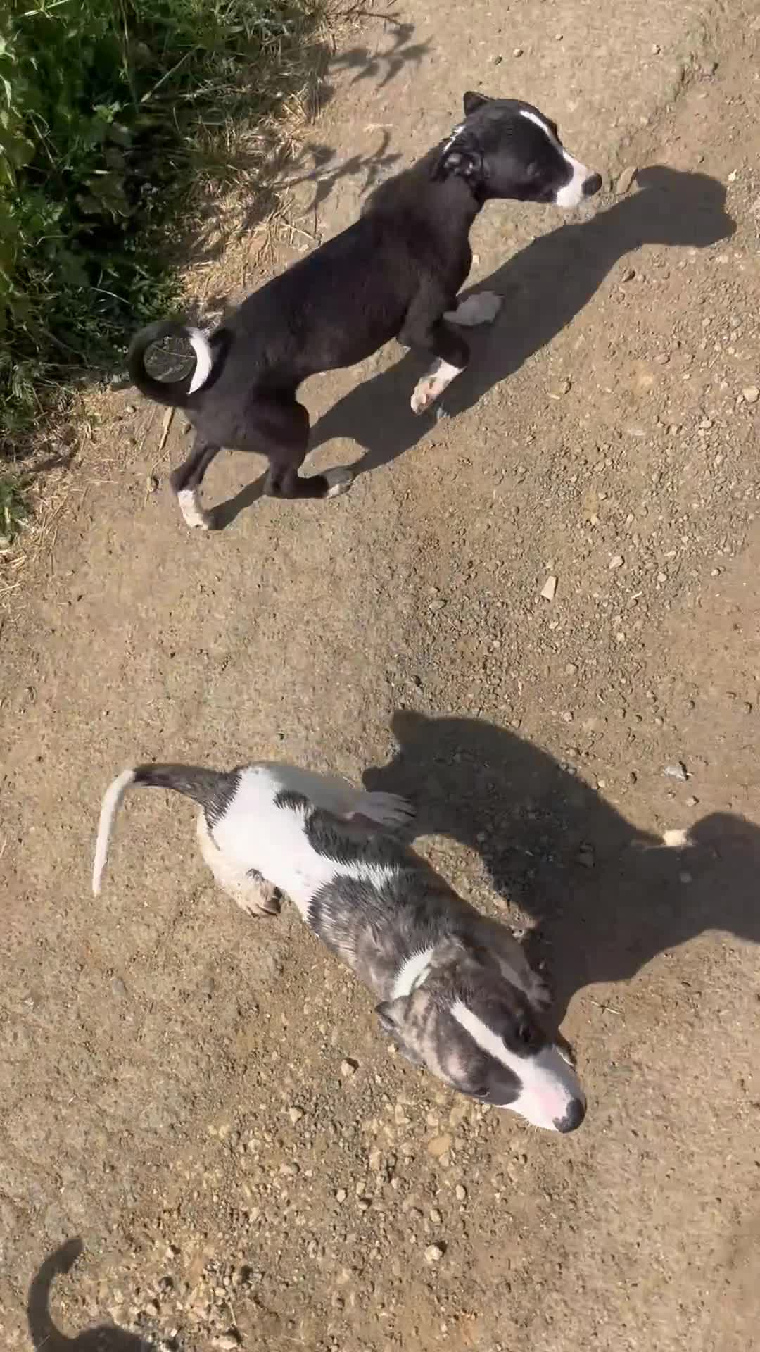 Whippet dogs for sale: Whippet pups  - Video 1