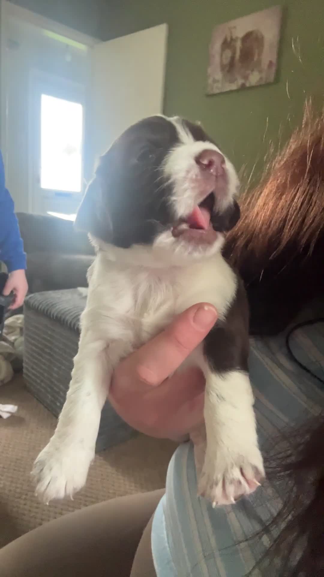 Sprocker dogs for sale: Chunky Sprocker spaniels  - Video 1