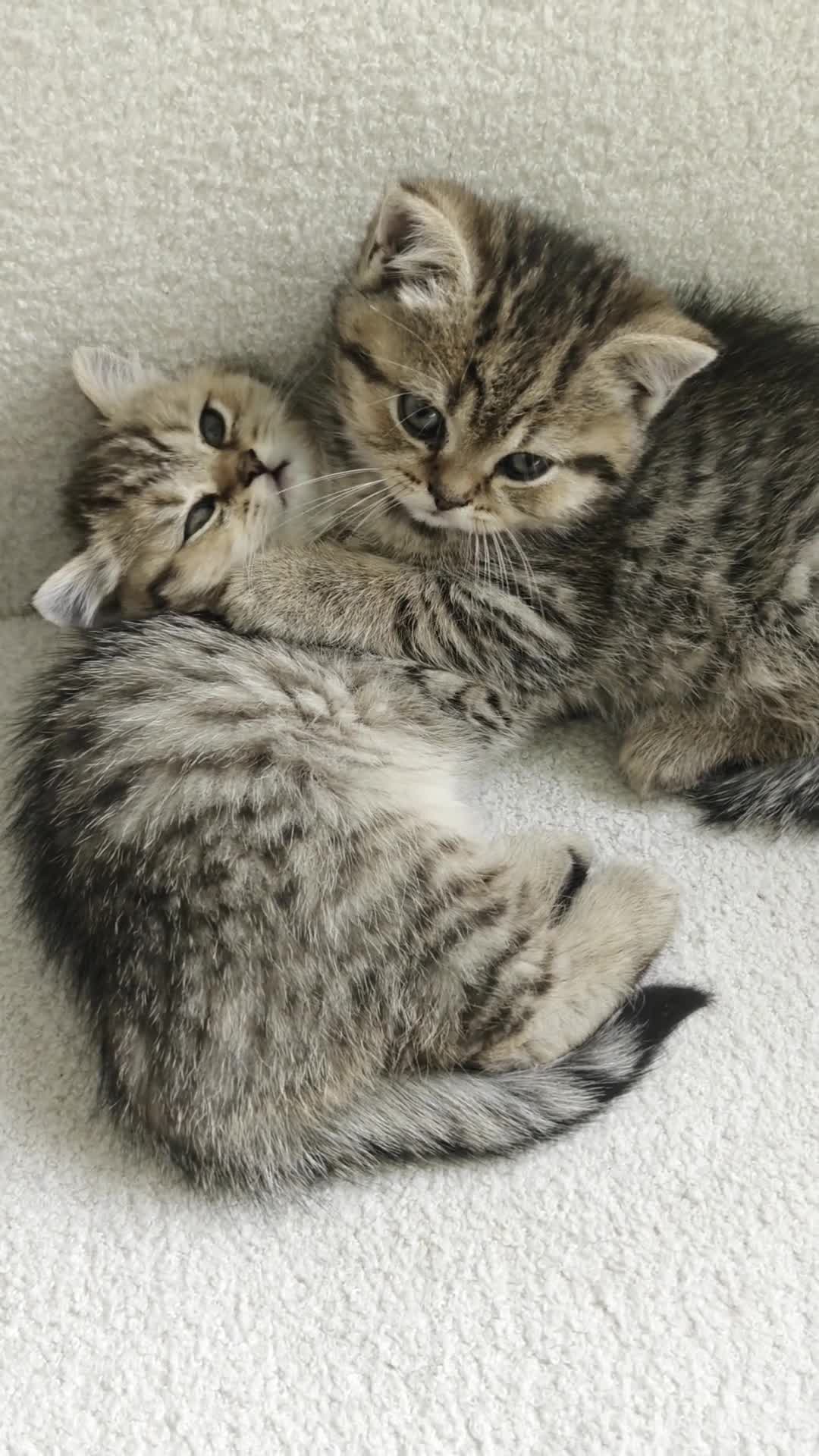 British Shorthair cats for sale: Beautiful British Shorthair Kittens - Video 5