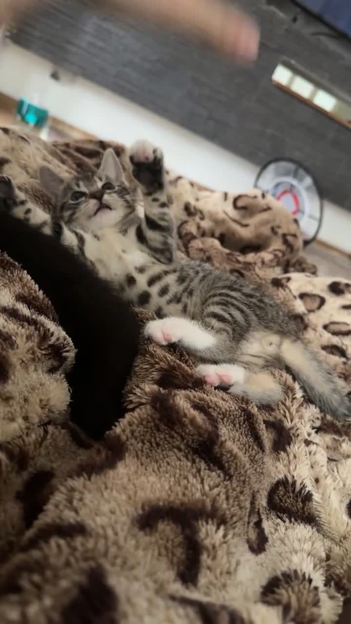 Bengal cats for sale: Bengal babies looking for a new home - Video 2