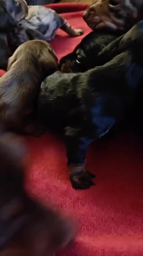 Miniature Dachshund dogs for sale: 4 miniature dachshund looking for forever homes  - Video 1