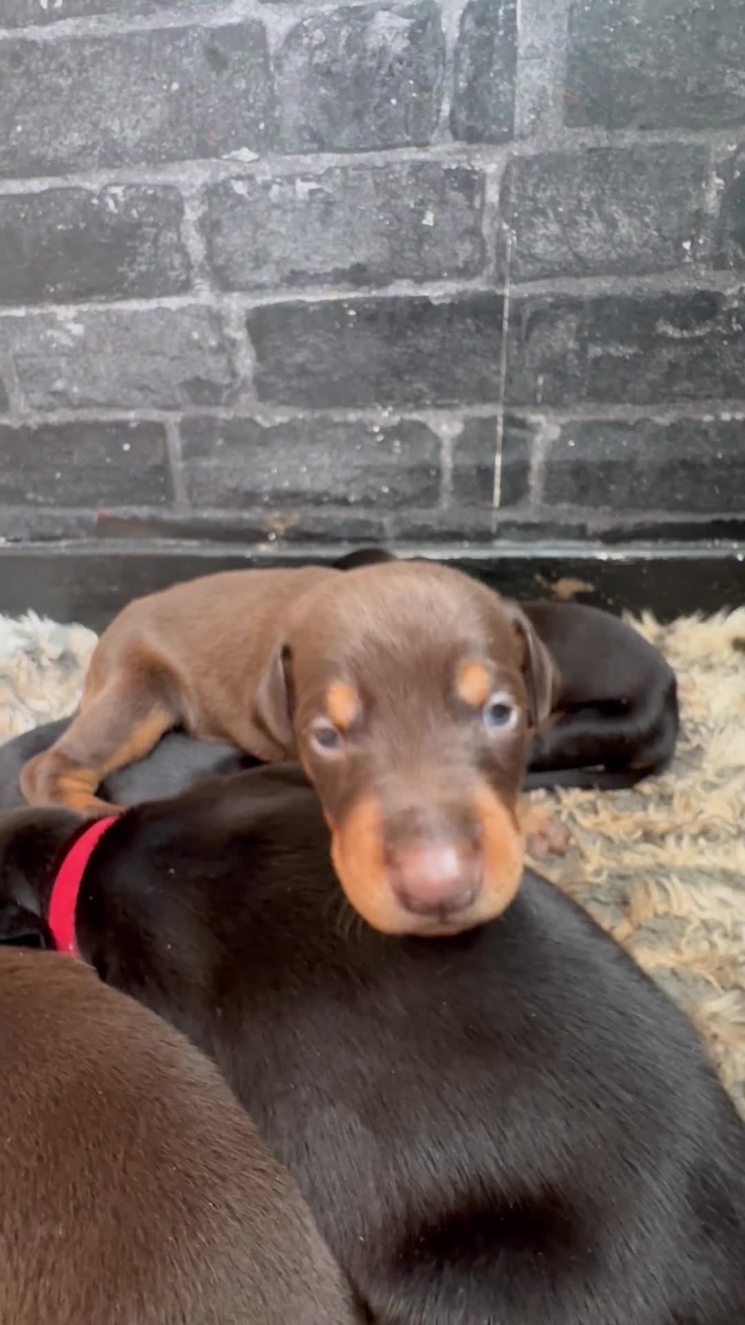 Dobermann dogs for sale: ❌ ready monday❌Health tested Dobermans not Kc reg  - Video 3